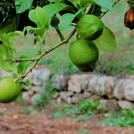 Gasthuis Agroturismo Balitx D'avall